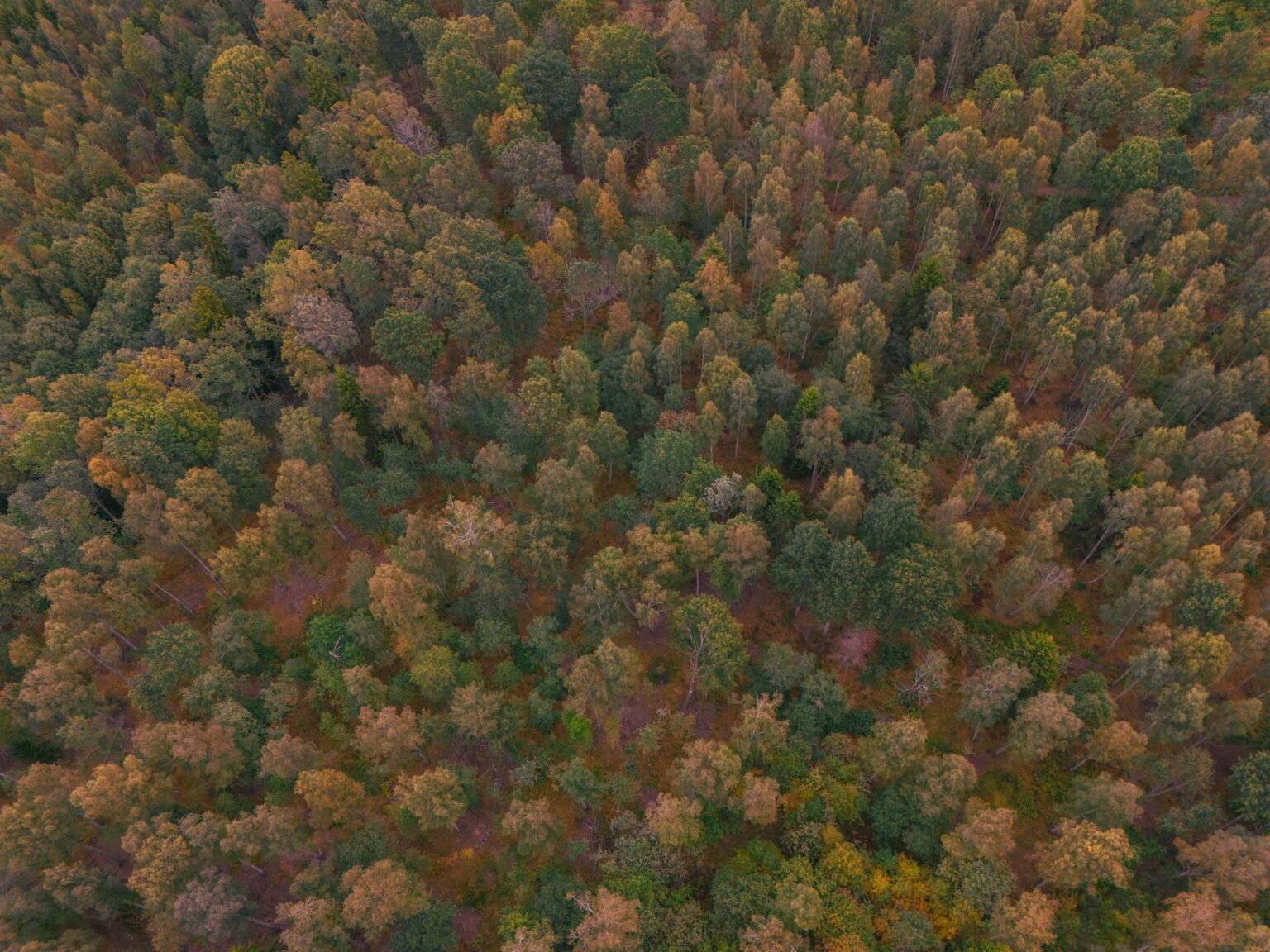 How Carbon Credit Trading Is Creating New Investment Opportunities Aerial view of dense forest canopy representing carbon sequestration projects that generate tradeable carbon credits
