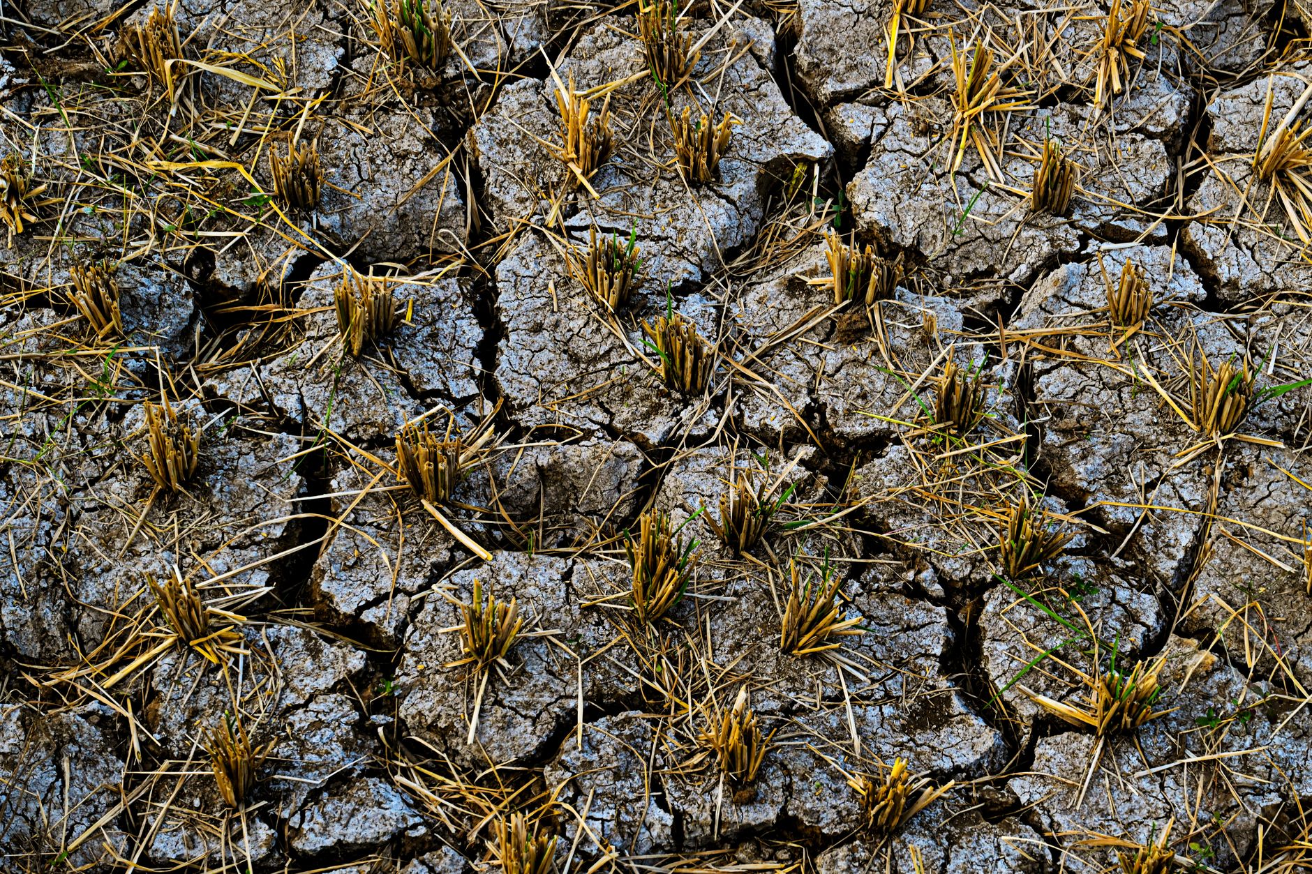 Cracked dry soil on a drought-stricken agricultural field