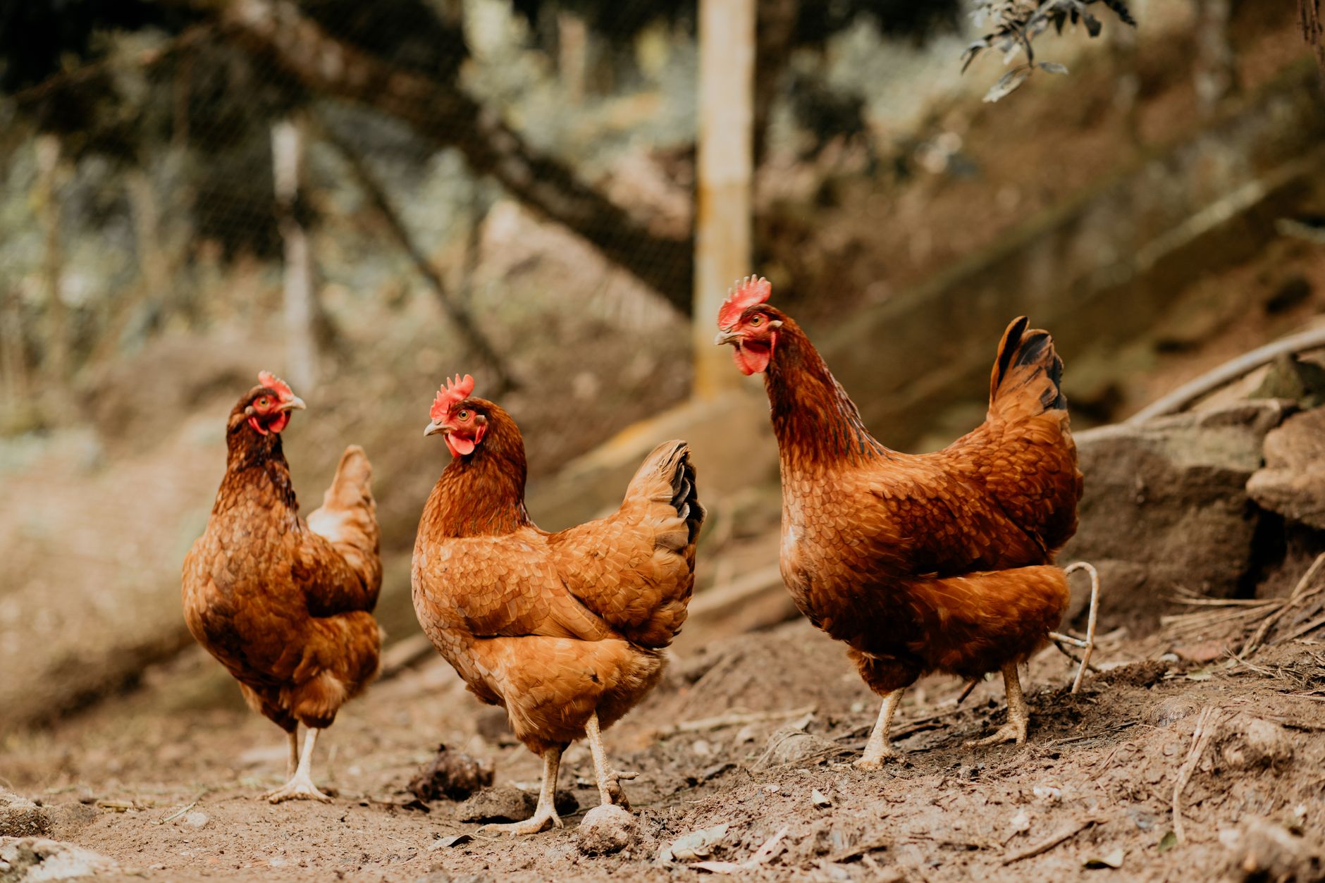 Commercial laying hens inside a large poultry farming facility