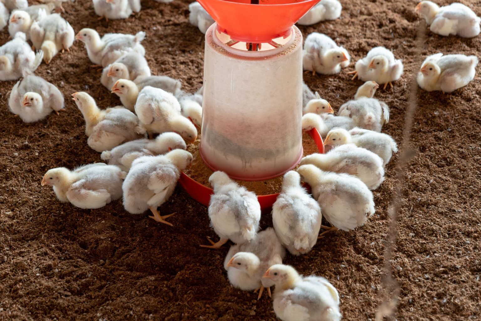 Egg-Laying Flock Rebuilds Slowly as Avian Flu Risk Lingers Rows of hens inside a large commercial egg-laying facility
