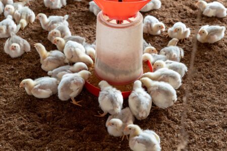 Egg-Laying Flock Rebuilds Slowly as Avian Flu Risk Lingers Rows of hens inside a large commercial egg-laying facility